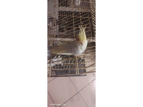 Full evcil yavru ele alışkın muhabbet kuşu