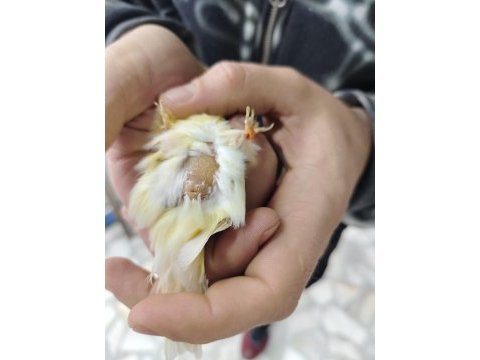 Orijinal malinua kanarya takım
