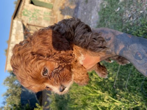 Cavapoo bebekler