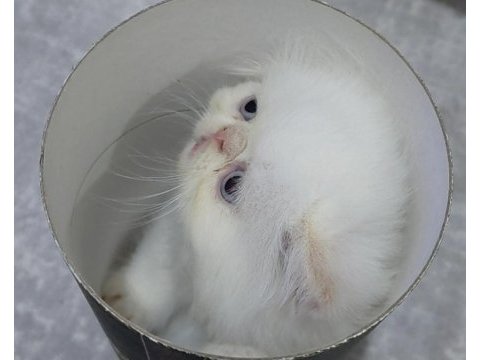 Orijinal ırk safkan iran kedisi bebeklerim