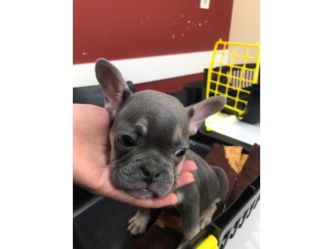 French bulldog