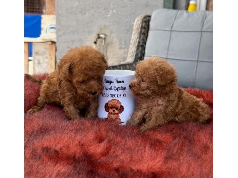 Kore toy poodle yavrularımız 