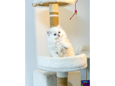 British longhair pamuk sekerler