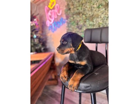 A kalite rottweiler yavrular
