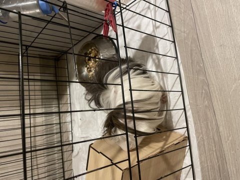 1 yaşında erkek adı çorap guinea pig