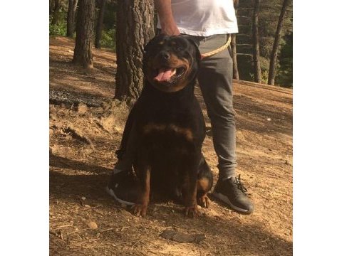 Orijinal rottweiler a kalite anne baba dan yavrular
