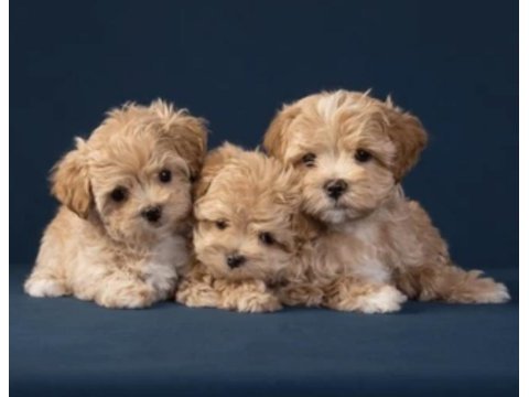 Irk ve sağlık garantili maltipoo bebekler