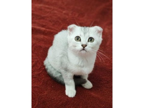 3 aylık silver scottish fold dişi yavru