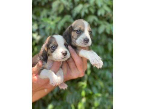 Beagle yavruları ücretsiz değildir