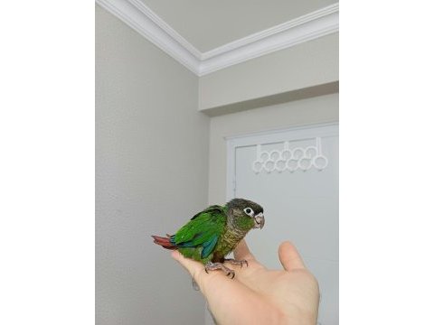 Greenchek konur papağanı
