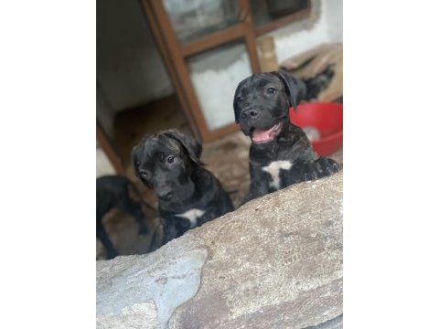 Scr kıf belgeli cane corso