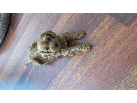 2 aylık sevimli teacup poodle yavru