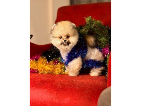 Pomeranian boo teddy surat yavrularımız
