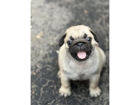 Pug mops yavru köpekler