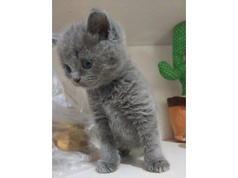 8 şubat doğumlu sağlıklı british shorthair paşalar