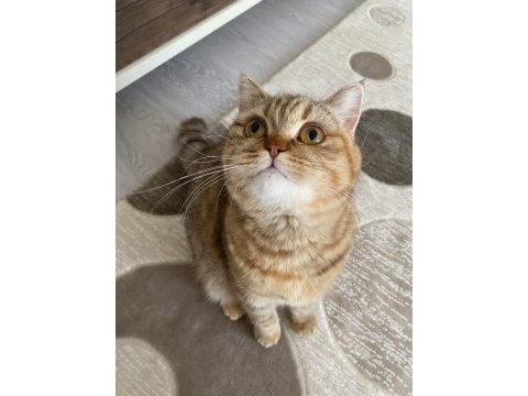 British shorthair golden point