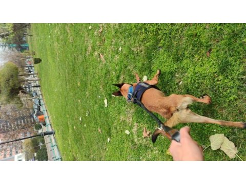 Belçika malinois köpeği