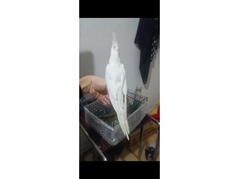 İzmir merkezde ele kola alışkın yavru papağanlar