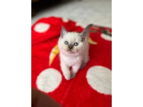 Safkan anne ve babadan safkan dişi erkek yavrular