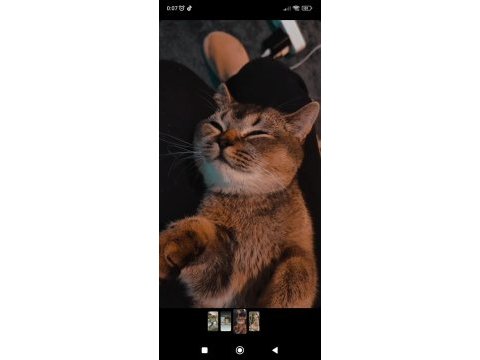British shorthair ny serisi kedimize dişi eş arıyoruz