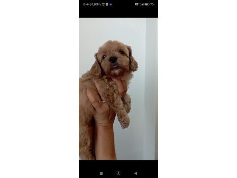 Maltipoo red yavrular