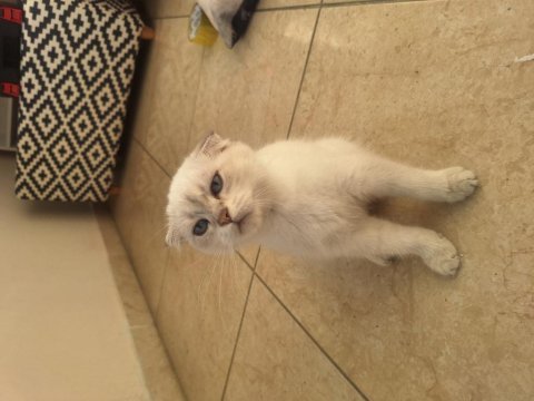 2 aylık scottish fold