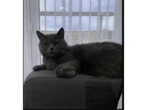 British shorthair dişi 3 buçuk yaş