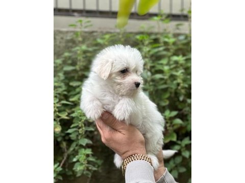 Muhteşem terrier bebeklerimiz