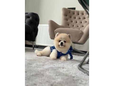 Erkek pomeranian boo party colour