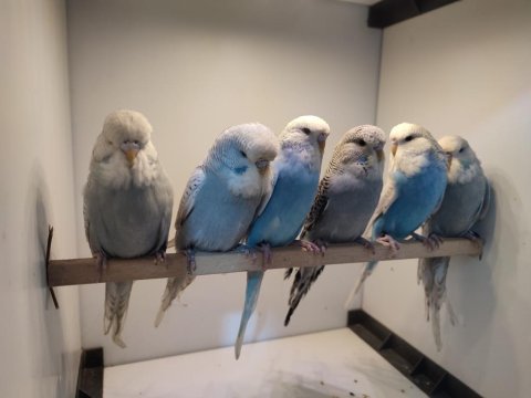 Show jumbo dişi muhabbet kuşu yavrular çok uyguna