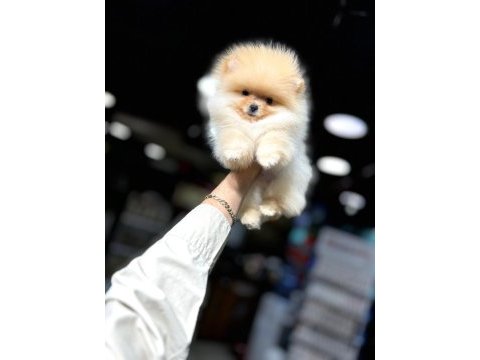 Pomeranian bebekleri