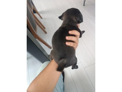 Baba çıkolata tan yavru 3 aylık dişi pug