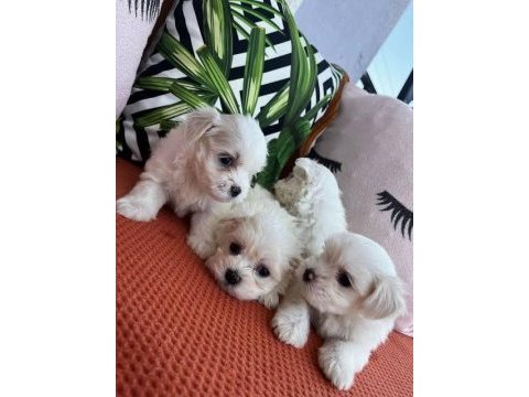 Çok özel bembeyaz maltese terrier yavrularımız