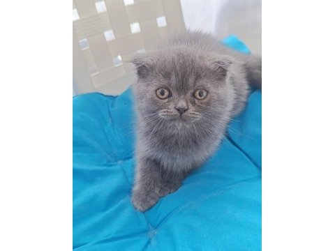 Scottish fold 2 aylık