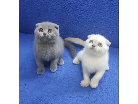 İstanbul içi 7/24 adrese teslim scottish fold ponçikler