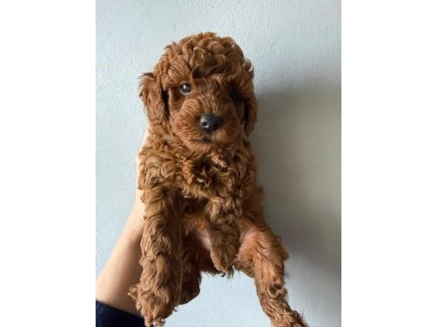 Muhteşem poodle bebekler