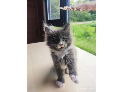 Tüm aşı ve belgeler ile eksiksiz kayıtlı şecereli maine coon