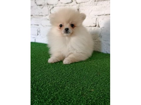 Pomeranian yavrularımız