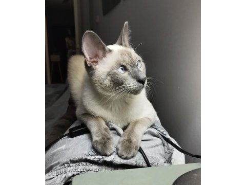 2 yaşında siyam kedisi blue point oğluma eş arıyorum