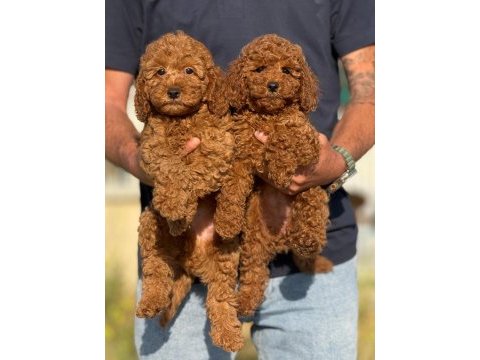 Petmode köpek çiftliğinde ziyarete açık toy poodle