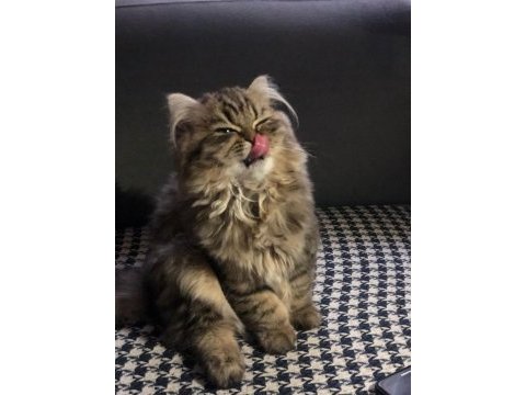 Acil sahiplendirilecek british longhair dişi yavrumuz