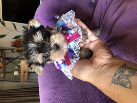 Extreme morkie mini kız