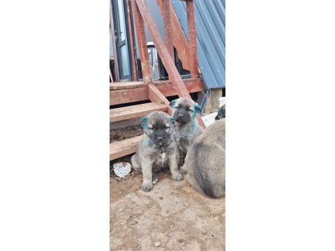 Orjinal saf kangal yavru