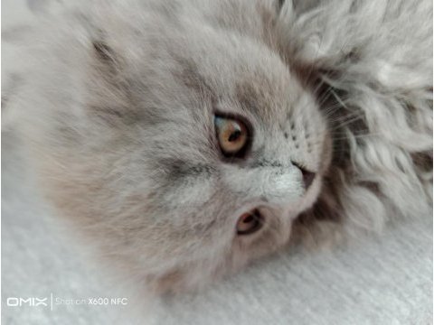 Scottish longhair british longhair yavrularim