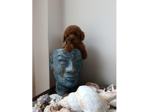 Dişi bebek poodle