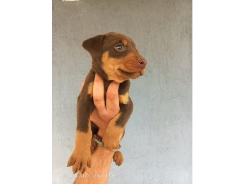 A kalite doberman yavrular