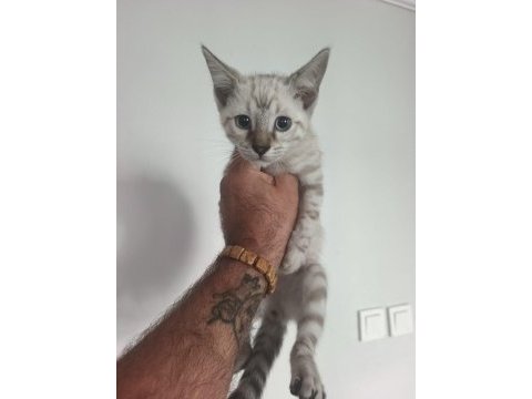 Bengal kedisi