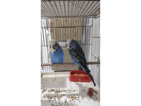 Show jumbo çift kuştur