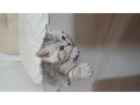 7 haftalık erkek yavru british longhair