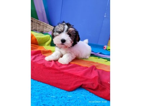 Neşe kaynağı morkie yavrularımız